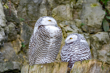 Snowy Owl (Bubo scandiacus) owlet