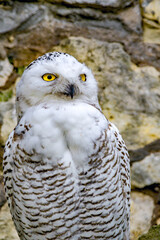 Snowy Owl (Bubo scandiacus), female