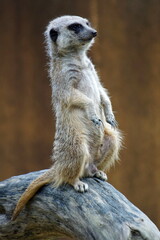 ミーアキャット