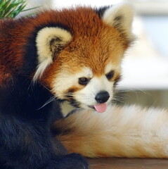 レッサーパンダ
