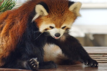 レッサーパンダ