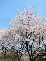 丘の上の桜