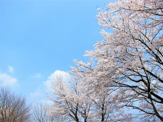 丘の上の桜