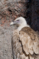 Griffon Vulture (Gyps fulvus)