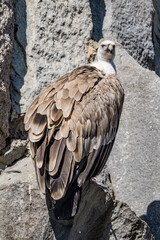Griffon Vulture (Gyps fulvus)