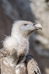 Griffon Vulture (Gyps fulvus)