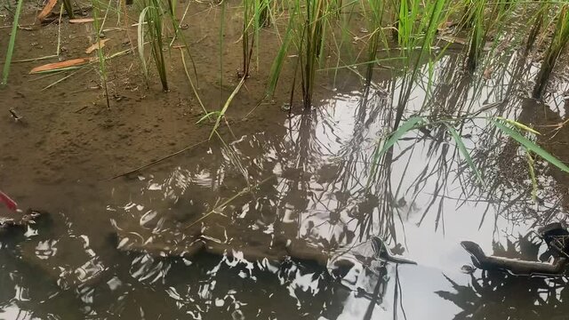 A rice plant that moves because it is blown by the wind and exposed to raindrops.