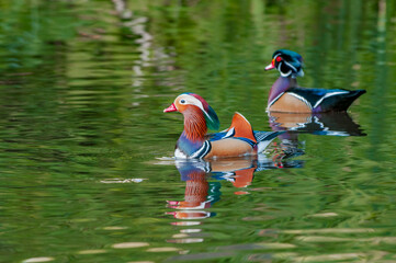 Mandarin Duck (Aix galericulata) and Wood Duck (Aix sponsa) drakes and female in Los Angeles County...