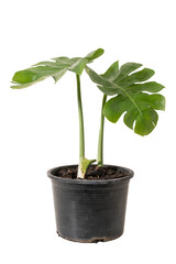 monstera in pot isolated include clipping path on white background