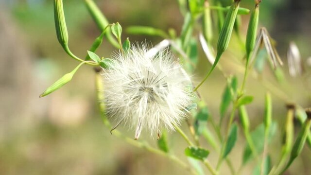 Dandelion, before being scattered by the wind. Perfect for cinematic videos