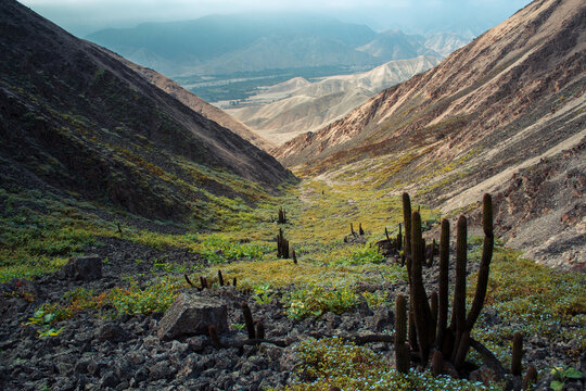 Landscapes and cacti in the hills of Coayllo, in Peru