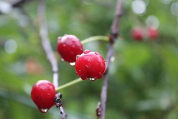 red cherry berries with raindrops on a branch in summer