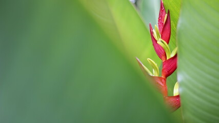 Helicônia, também conhecida como caeté ou bananeira do mato, folhas verdes parecidas com as da bananeira e flor vermelha
