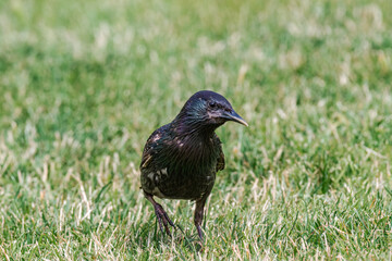 Common Starling (Sturnus vulgaris) in park, Central Russia