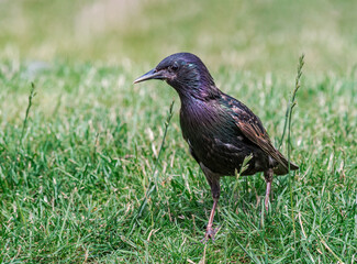 Common Starling (Sturnus vulgaris) in park, Central Russia