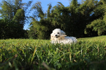 Cachorri poodle, com graveto na boca deitado em um gramado verde