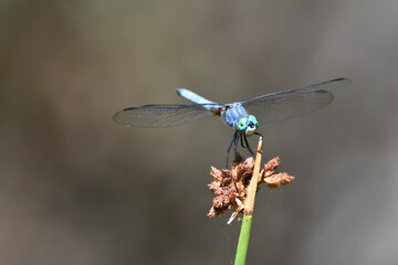 blue dragon fly
