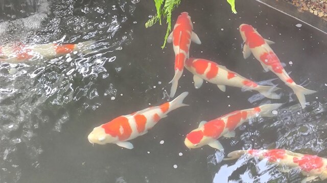 Photo of fancy carp in pond