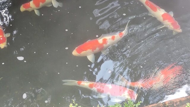 Photo of fancy carp in pond