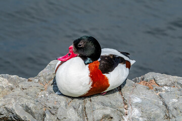 Common Shelduck (Tadorna tadorna) in park