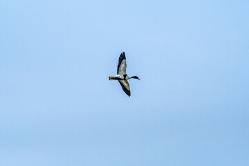 Common Shelduck (Tadorna tadorna) in park