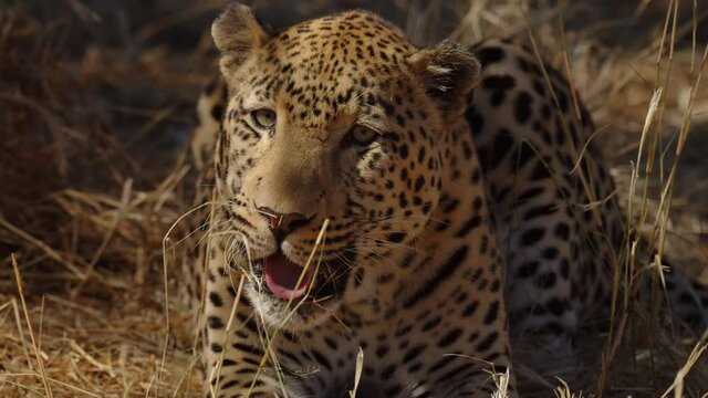 Leopard or panther on a tree with eye contact during outdoor jungle safari at Namibia - panthera pardus fusca. Close up shot of wild male leopard. shot on cinema camera during scientific expedition