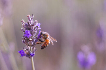 Close-up image of lavender flowers and Honey bee pollinates with blurred background,Plant with...