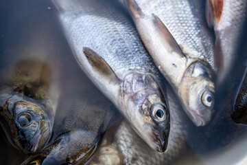 Fresh caught fish lies in a bucket of water. Top view. 