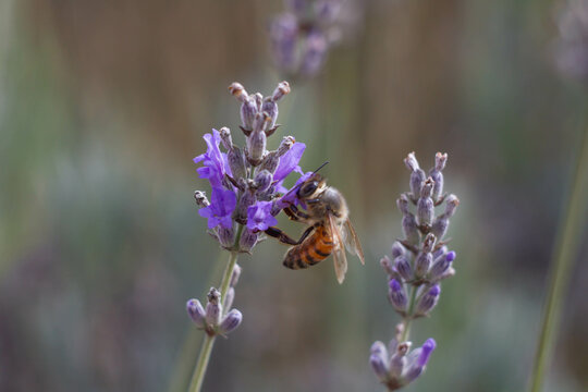 Close-up image of lavender flowers and Honey bee pollinates with blurred background,Plant with insects.Soft focus.