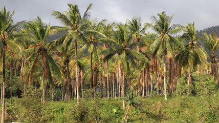 Obraz premium coconut trees in the desert