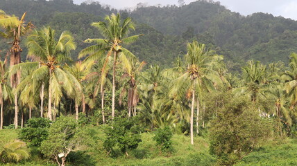 field of coconut