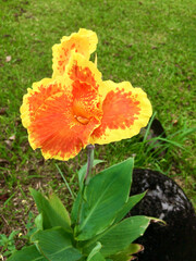 canna lily 