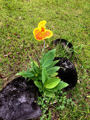 canna lily 