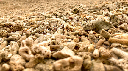 coral beach