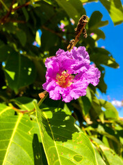 crape myrtle bloom