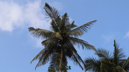 Naklejka na ściany i meble coconut tree in the wind