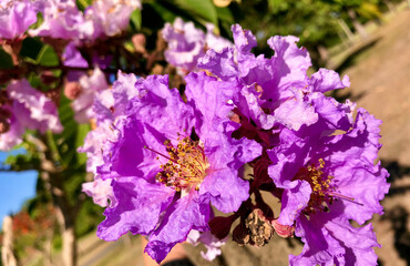 crape myrtle bloom