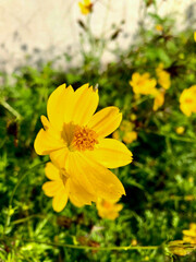 yellow cosmos flower