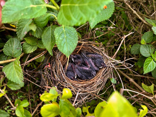 Bird's nest