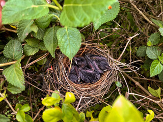 Bird's nest