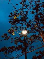 lantern in the night