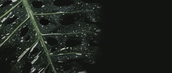Green leaves of Monstera plant growing in wild, the tropical forest plant, tropical green leaf texture on black background. © NENGKUNG