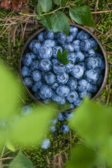 Freshly picked blueberries in bowl on forest moss background. Concept of healthy eating. Bilberries.  Dieting. Vitamins