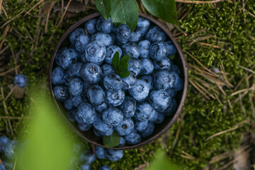 Freshly picked blueberries in bowl on forest moss background. Concept of healthy eating. Bilberries.  Dieting. Vitamins