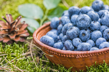 Freshly picked blueberries in bowl on forest moss background. Concept of healthy eating. Bilberries.  Dieting. Vitamins