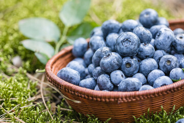 Freshly picked blueberries in bowl on forest moss background. Concept of healthy eating. Bilberries.  Dieting. Vitamins