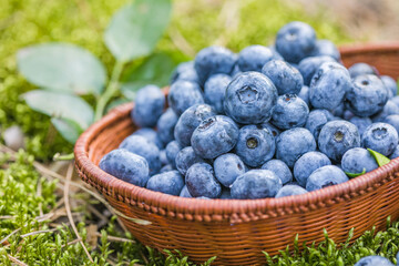 Freshly picked blueberries in bowl on forest moss background. Concept of healthy eating. Bilberries.  Dieting. Vitamins