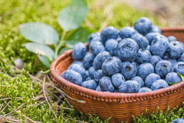 Freshly picked blueberries in bowl on forest moss background. Concept of healthy eating. Bilberries.  Dieting. Vitamins