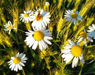 Fototapeta premium daisies in a field