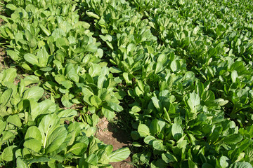 mustard greens growing in the vegetable garden